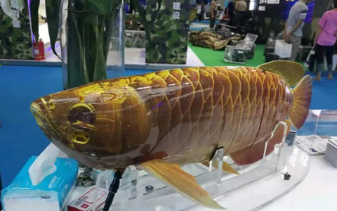 Robot do thám "cá rồng" của Trung Quốc